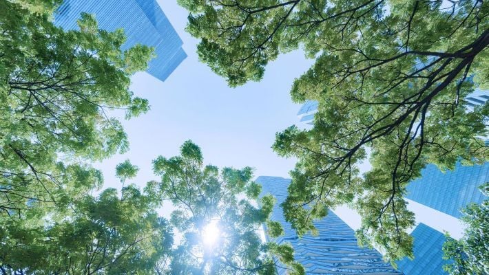 GL_EmailBanner_resized_Tree skyline